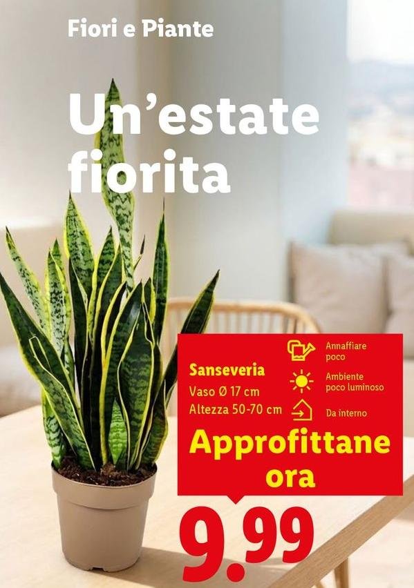 Sanseveria