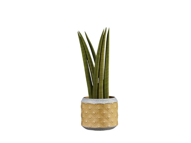 Sanseveria