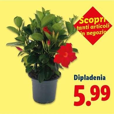 Dipladenia
