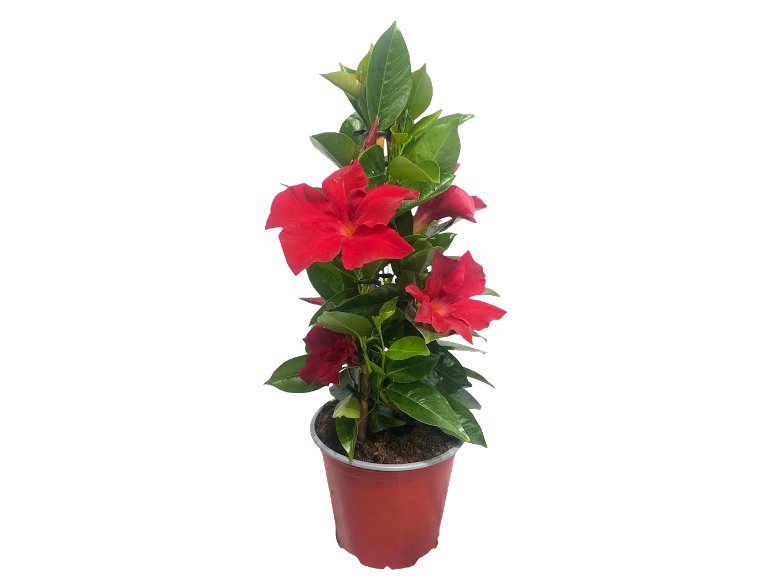 Dipladenia