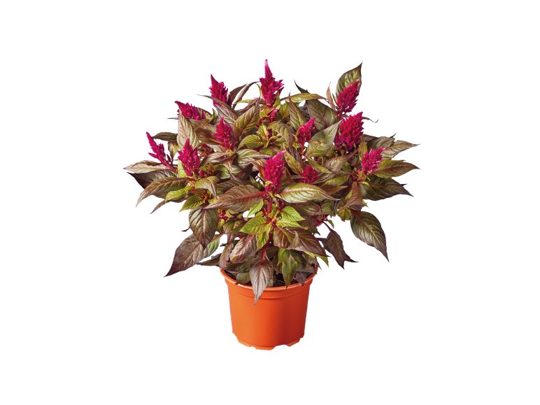 Celosia