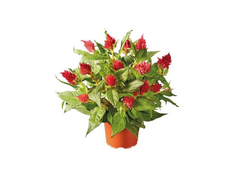 Celosia