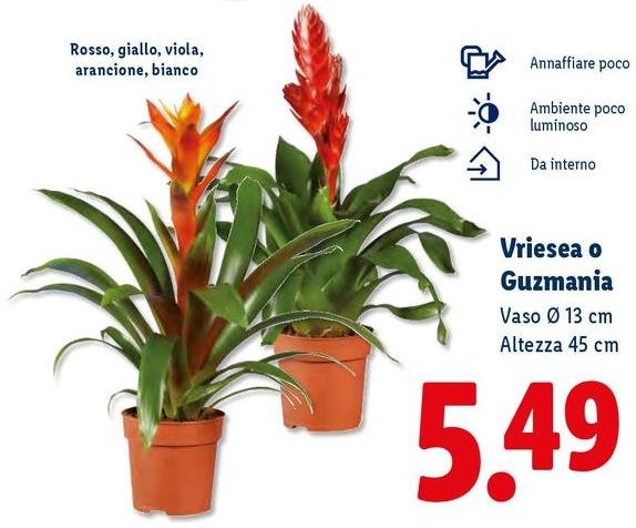 Vriesea O Guzmania