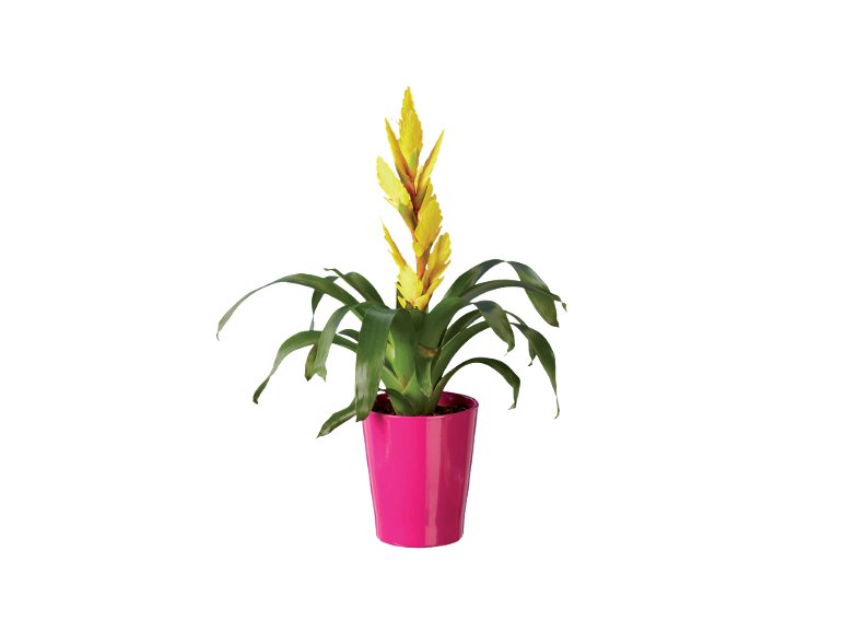 Vriesea o Guzmania