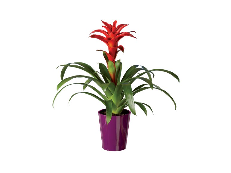 Vriesea o Guzmania