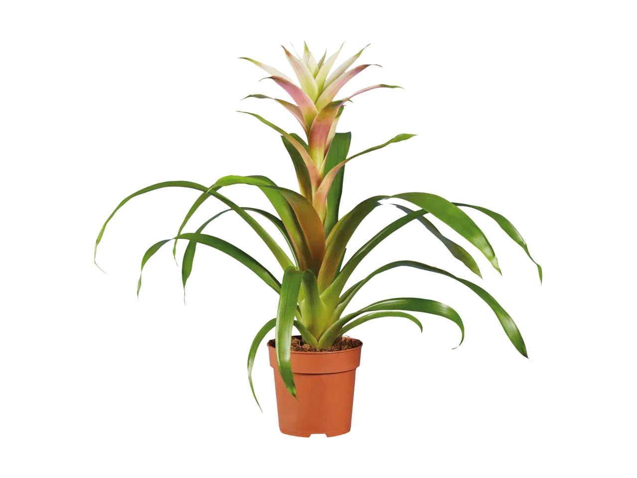 Vriesea o Guzmania