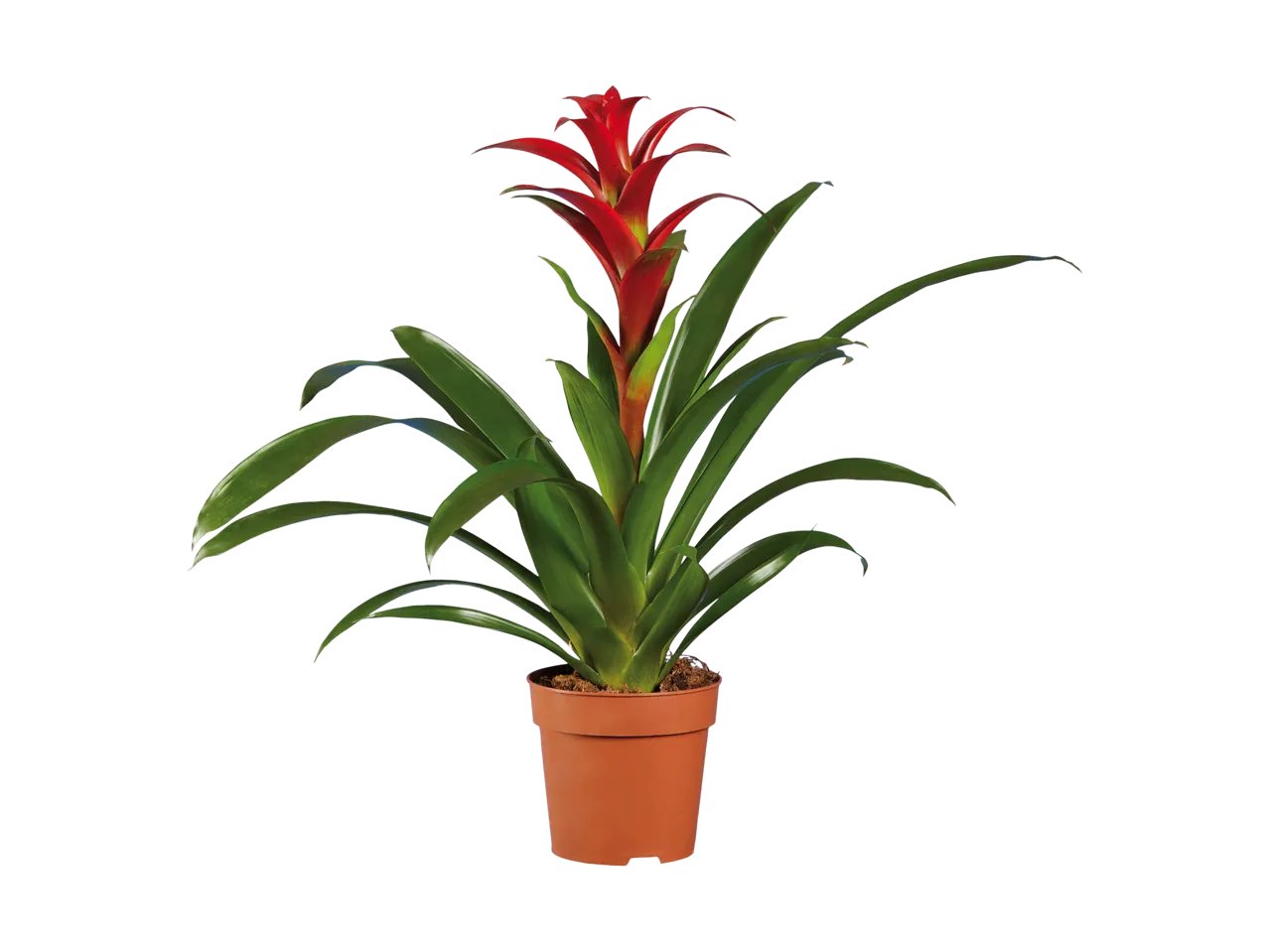 Vriesea o Guzmania