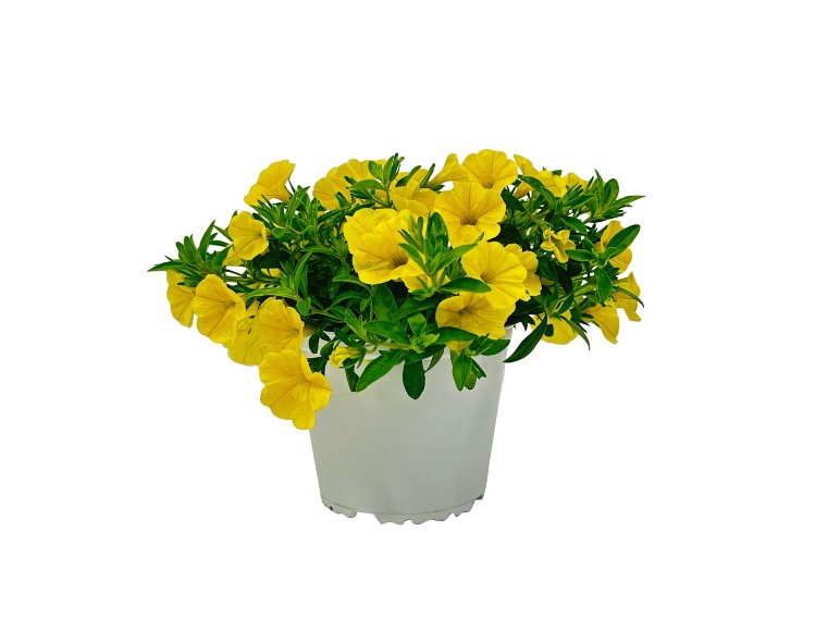 Calibrachoa