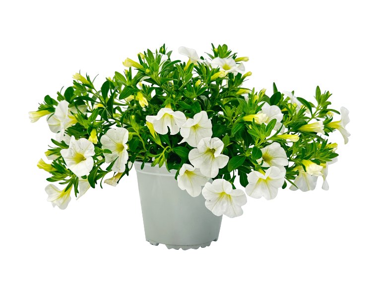 Calibrachoa