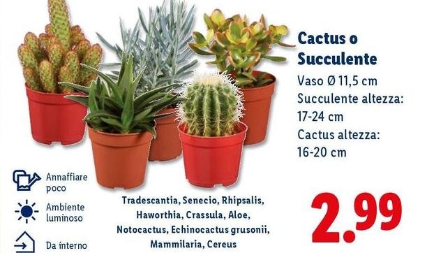 Cactus O Succulente