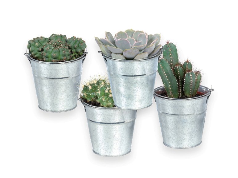Cactus o Succulente