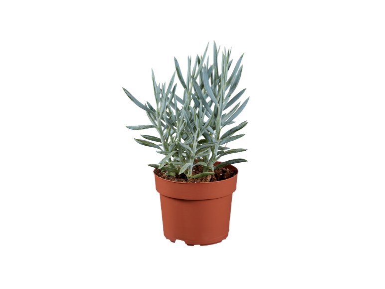 Cactus O Succulente