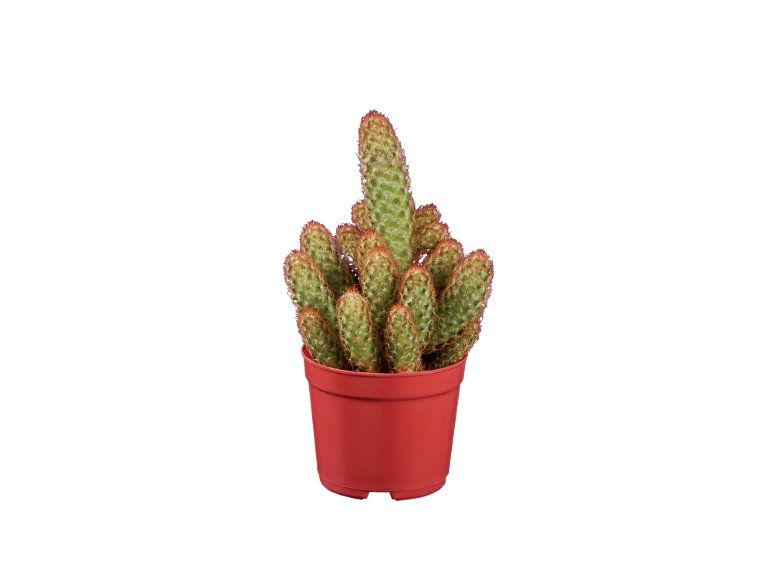 Cactus O Succulente