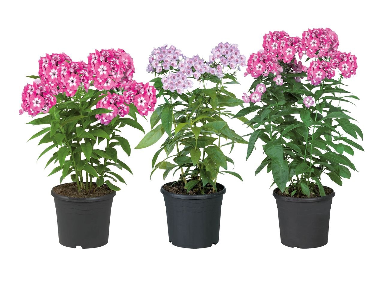 Phlox paniculata