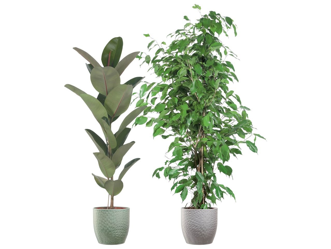 Ficus assortiti