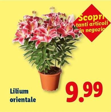 Lilium Orientale