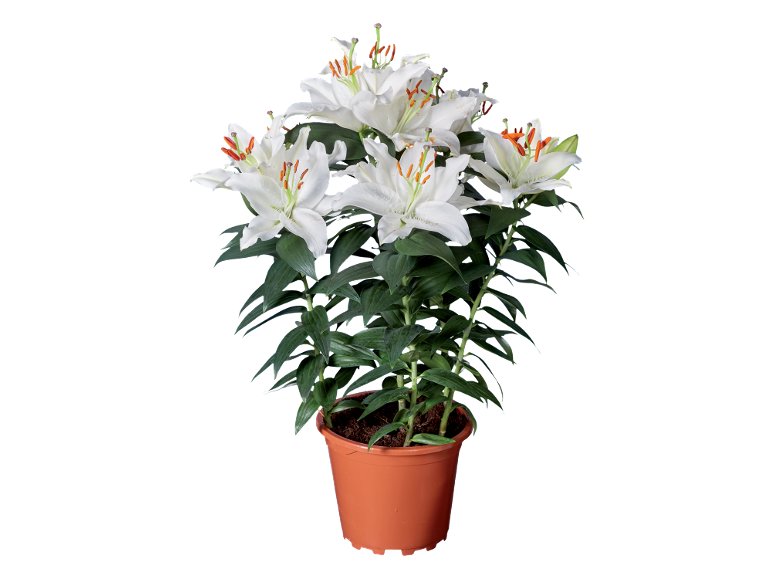 Lilium orientale