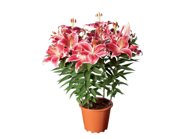 Lilium orientale