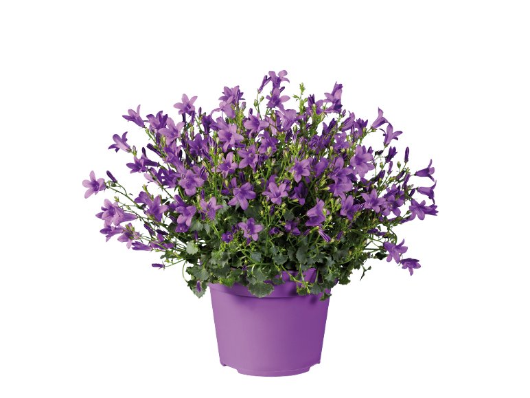 Campanula