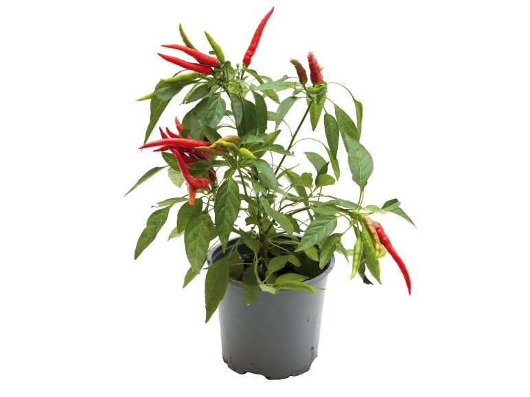 Peperoncino piccante assortito