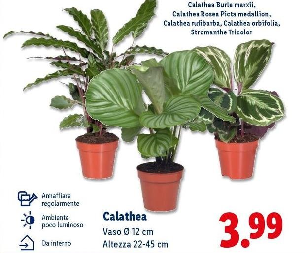 Calathea