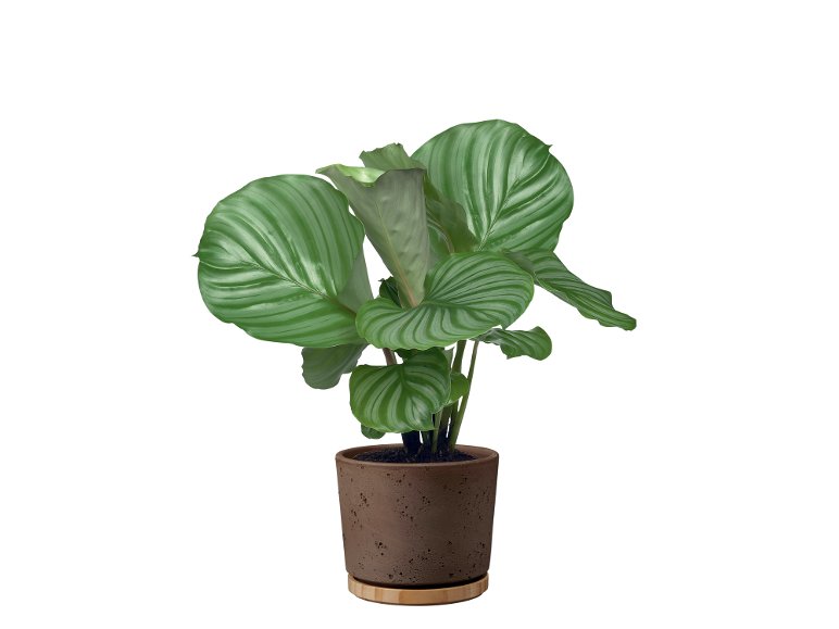 Calathea