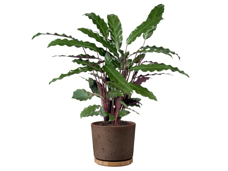 Calathea