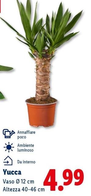 Yucca
