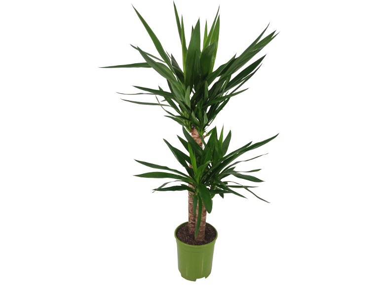 Yucca