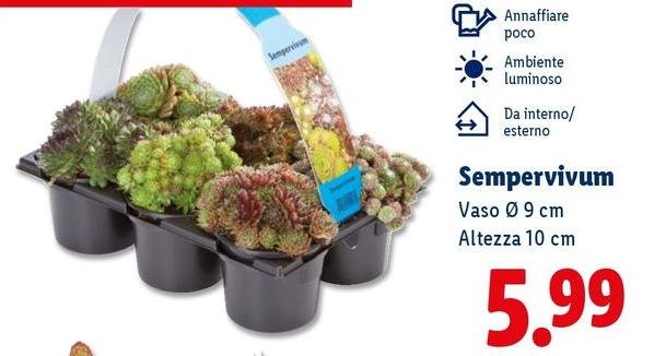 Sempervivum