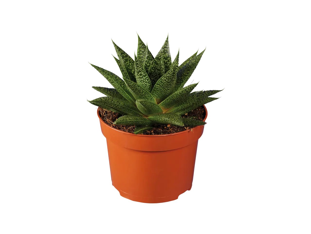 Mix di succulente