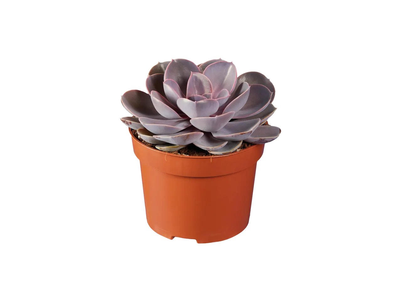 Mix di succulente
