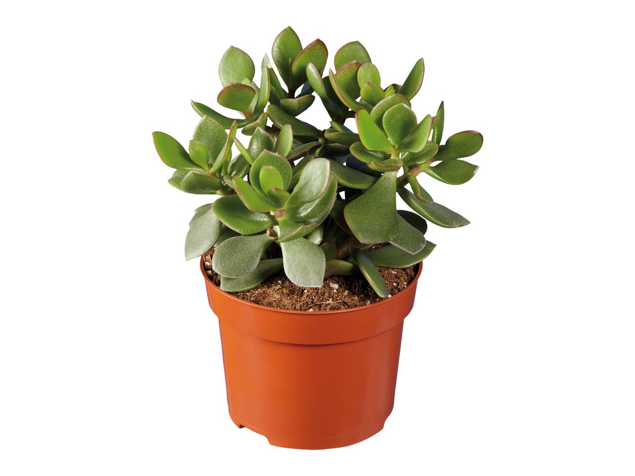 Mix di succulente