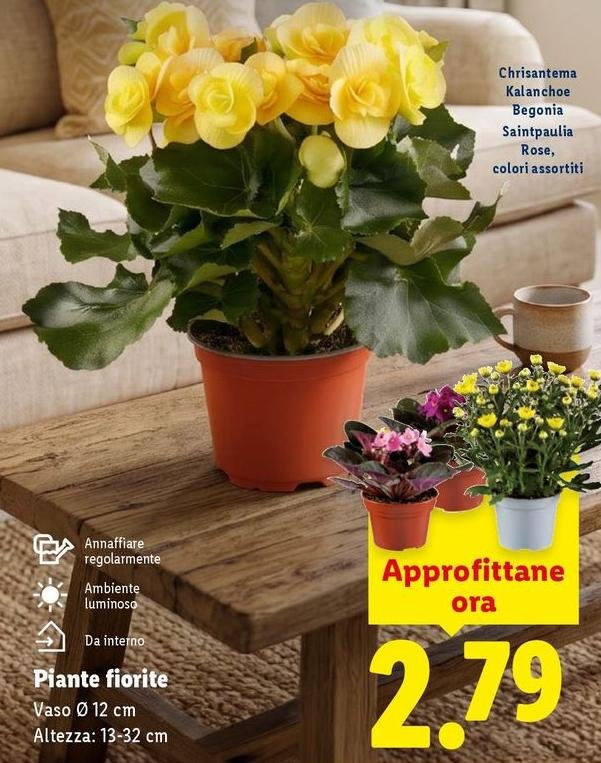 Piante Fiorite