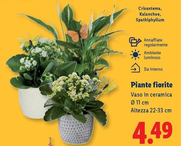 Piante Fiorite