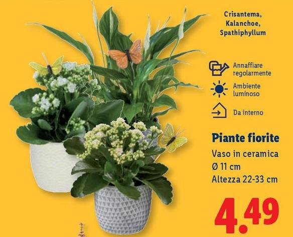 Piante Fiorite