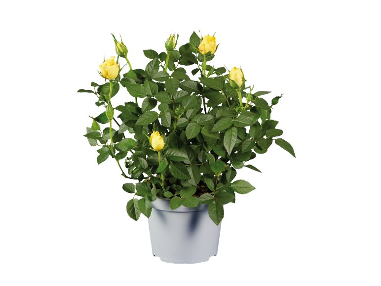 Piante Fiorite