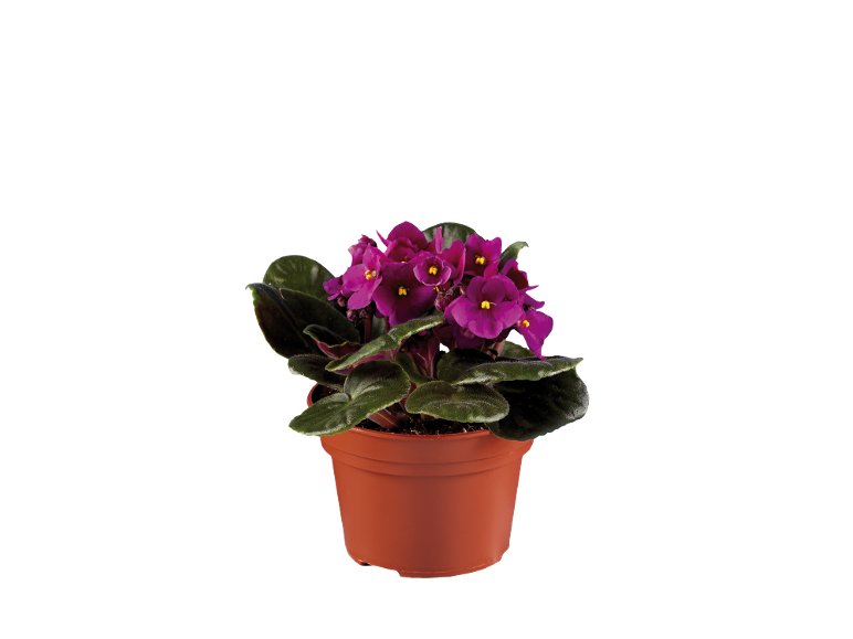 Piante Fiorite
