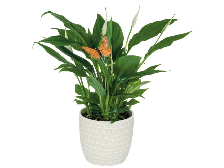Piante Fiorite