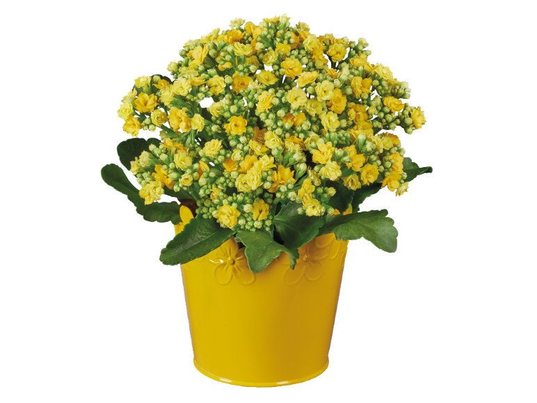 Piante fiorite