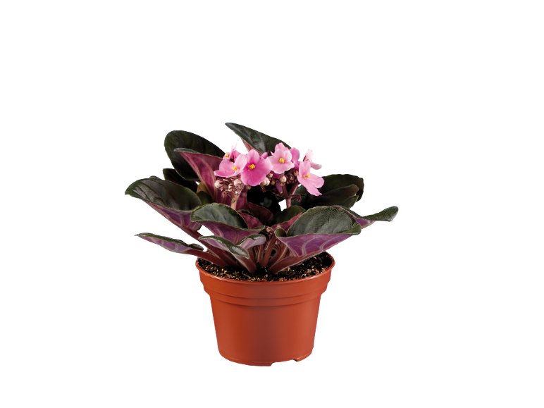 Piante Fiorite