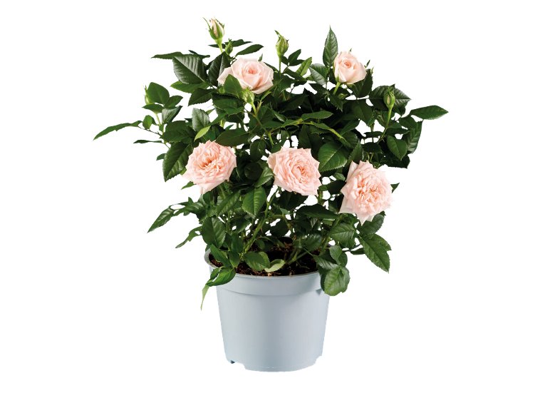 Piante Fiorite