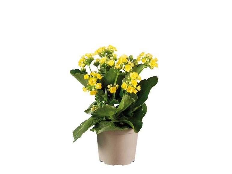 Piante Fiorite