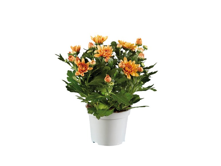 Piante Fiorite