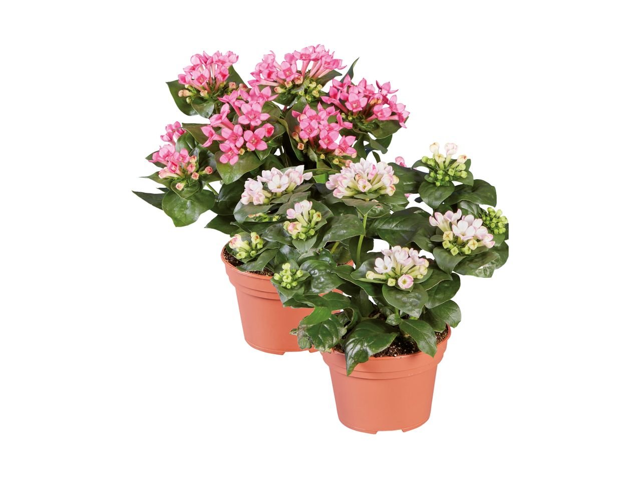 Bouvardia