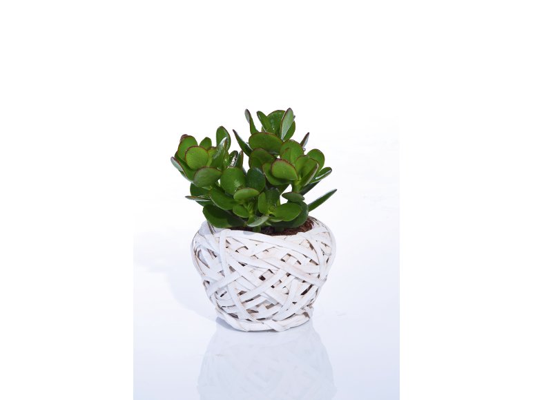 Succulente in cestino