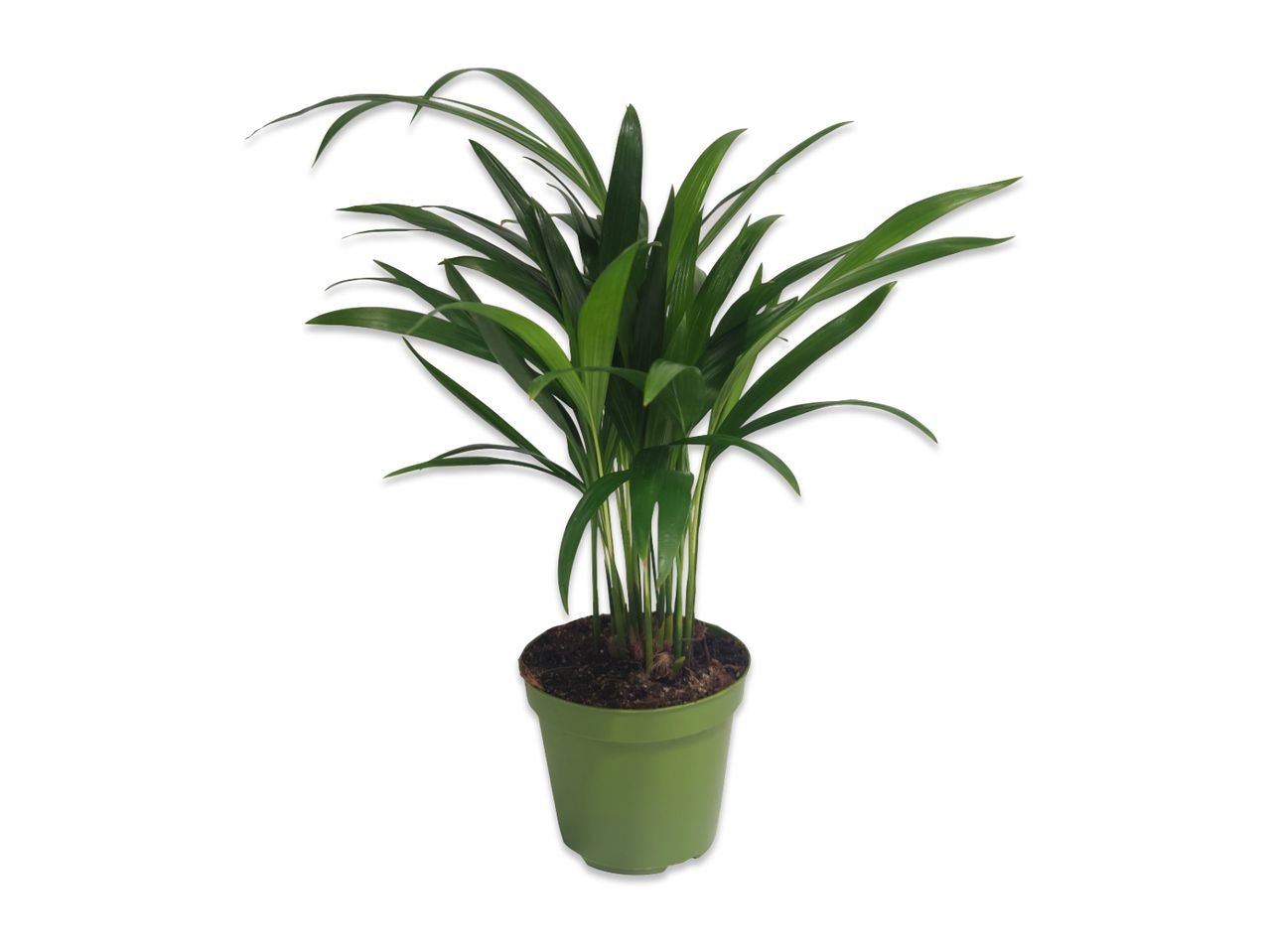Palme