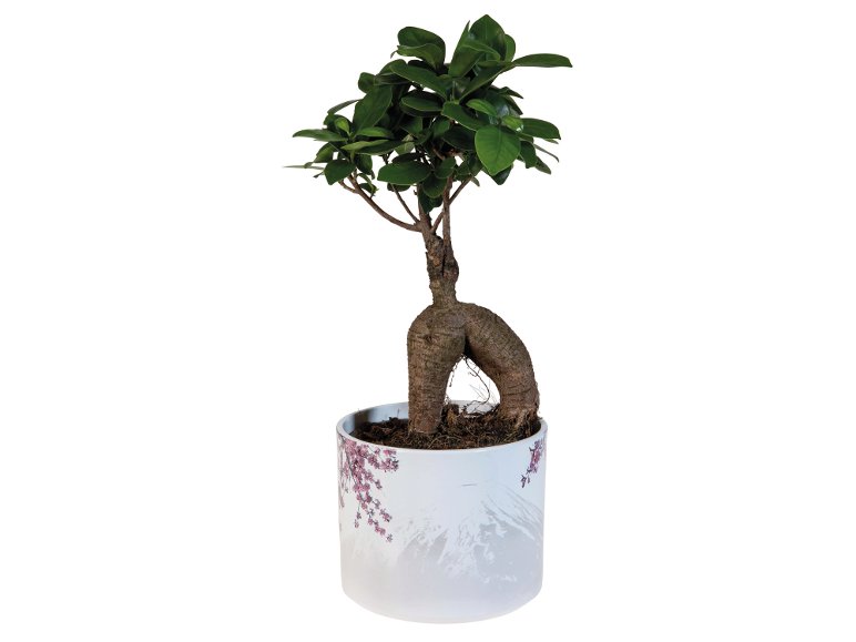 Bonsai Ficus Ginseng