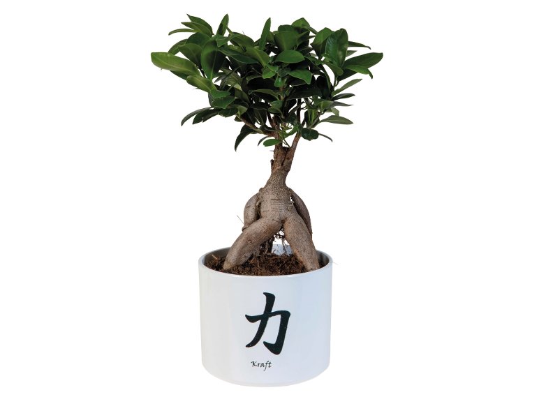 Bonsai Ficus Ginseng