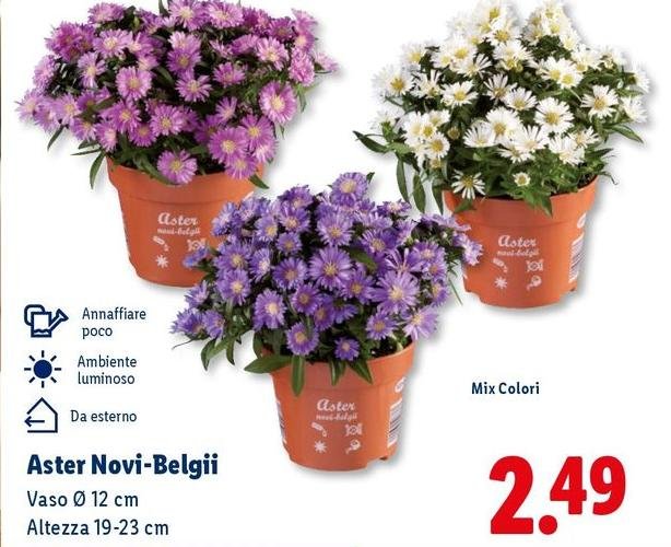 Aster Novi-Belgii